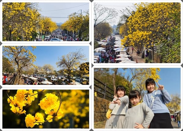 2023春屆•戲潮 賞花趣 將於今日在嘉義縣中埔鄉忠義橋八掌溪畔盛大展開