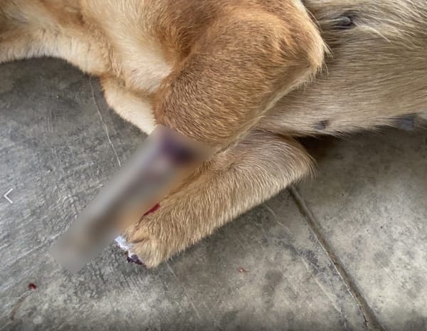 嘉義縣動物緊急救援遭山豬吊斷掌犬隻 匍匐爬行無法站立令人不捨