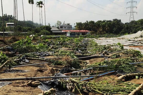 嘉義縣降下大豪雨衝擊農產及畜牧業 翁章梁縣長勘災畜牧場、木瓜園