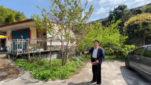 阿里山花季賞櫻花 台18線53k承德制茶廠旁墨染櫻正盛開